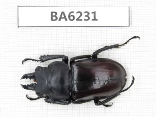 Beetle.  Neolucanus Sp.  Tibet,  Motuo County.  1m.  Ba6231.