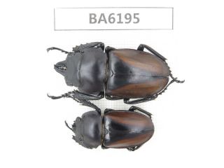 Beetle.  Neolucanus Sp.  Yunnan,  Yingjiang County.  1p.  Ba6195.