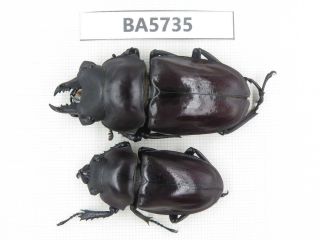 Beetle.  Neolucanus Sp.  Guizhou,  Mt.  Leigongdshan.  1p.  Ba5735.