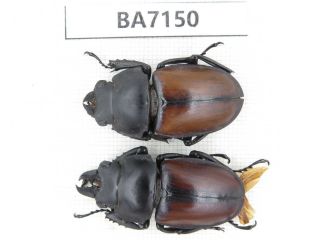 Beetle.  Neolucanus Sp.  Yunnan,  Jinping County.  1p.  Ba7150.
