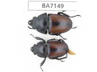 Beetle.  Neolucanus Sp.  Yunnan,  Jinping County.  1p.  Ba7149.