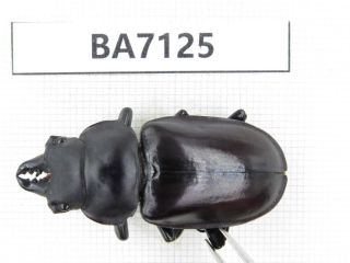 Beetle.  Neolucanus Sp.  Tibet,  Linzhi.  1m.  Ba7125.
