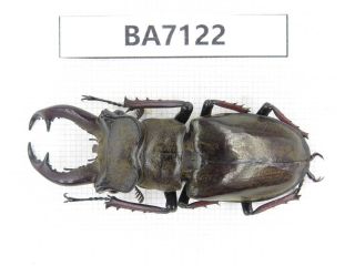 Beetle.  Lucanus Langi.  Tibet,  Motuo County.  1m.  Ba7122.
