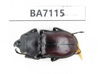 Beetle.  Neolucanus Sp.  Tibet,  Motuo County.  1m.  Ba7115.