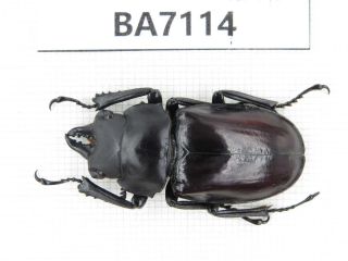 Beetle.  Neolucanus Sp.  Tibet,  Motuo County.  1m.  Ba7114.