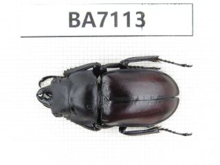 Beetle.  Neolucanus Sp.  Tibet,  Motuo County.  1m.  Ba7113.