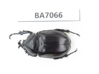 Beetle.  Xylotrupes Gideon Ssp.  Myanmar Border,  N Mt.  Gaoligongshan.  1m.  Ba7066.
