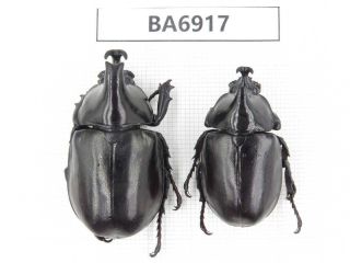 Beetle.  Xylotrupes Gideon Ssp.  Yunnan,  S Dali.  2m.  Ba6917.