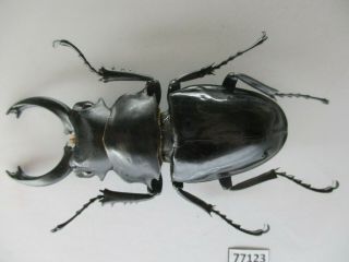 77123 Lucanidae: Odontolabis Siva.  Vietnam North.  76mm
