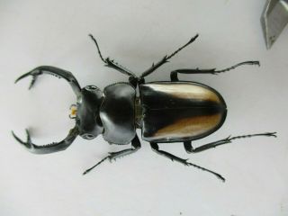 77897 Lucanidae: Rhaetulus Crenatus.  Vietnam North.  50mm