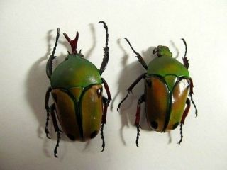 Eudicella Euthalia Pair Yellow - Green Taxidermy Real Insect