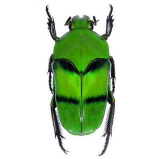 Ischiosopha Bifasciata One Real Green Scarab Beetle Indonesia