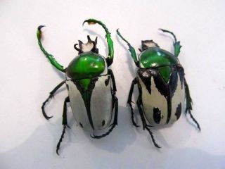 Ranzania Bertolonii Pair Taxidermy Real Unmounted Insect Beetle