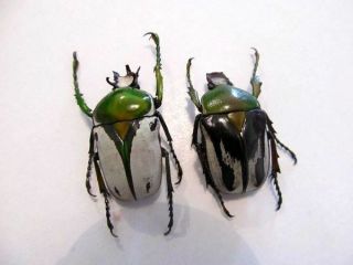 Ranzania bertolonii PAIR Taxidermy REAL unmounted Insect Beetle 2