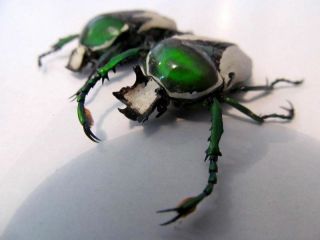 Ranzania bertolonii PAIR Taxidermy REAL unmounted Insect Beetle 3