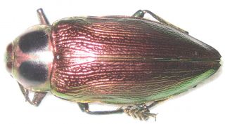Buprestidae Euchroma Gigantea A1 54mm (peru)