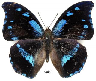 Butterfly - 1 X Mounted Scarce Male Charaxes Doubledayi (a -)