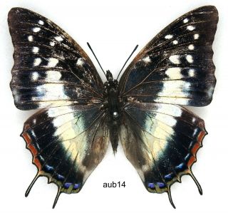 Butterfly - 1 X Mounted Female Scarce Charaxes Aubyni Aubyni (a -)