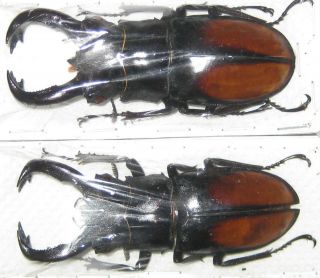 Lucanidae 2 Hexarthrius Parryi Paradoxus Male A1 78/76mm (indonesia)