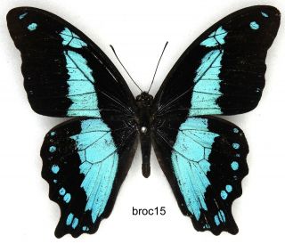 Butterfly - 1 X Mounted Scarce Male Papilio Bromius Chrapkowski (good A1 -)