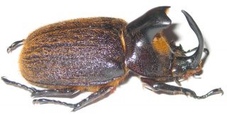 Dynastidae Heterogomphus Hirtus Male A1 48mm (peru)