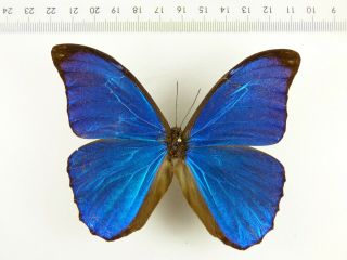 , Entomology,  Butterfly: Morpho Menelaus Menelaus Male Guyana,