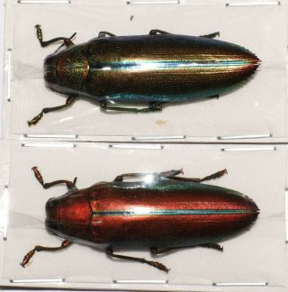 Chrysochroa Aurora 2 Color Forms (buprestidae)
