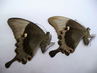 Unmounted Butterflies Papilio Palinurus Pair,  Philippines.