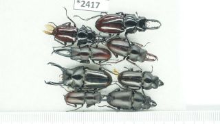 2417 – Beetles.  Insects Species? Ha Giang Vietnam 1600m
