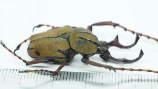 2408 – Beetles.  Insects Species? Ha Giang Vietnam 1600m