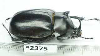 2375 – Eupatorus Endoi Species? Dak Nong Vietnam