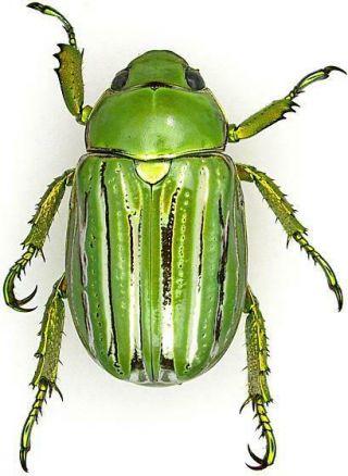 Scarabaeidae: Rutelinae: Chrysina Gloriosa,  A1