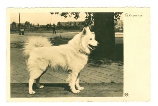 Rare Old Samoyed Spitz Dog Photo Postcard Netherlands 1936