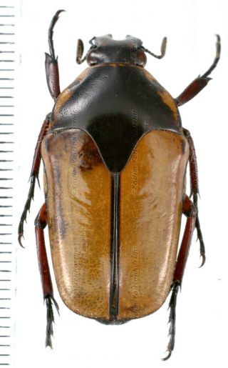Lomaptera Gestroi - Cetoniinae From Irian Jaya,  West Papua,  Indonesia