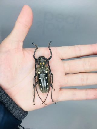 Batocera Parryi Guttata From Indonesia 49mm Cerambycidae