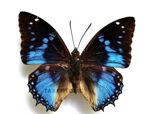 Western Blue Charaxe (charaxes Smaragdalis) Male Real Unmounted Butterfly