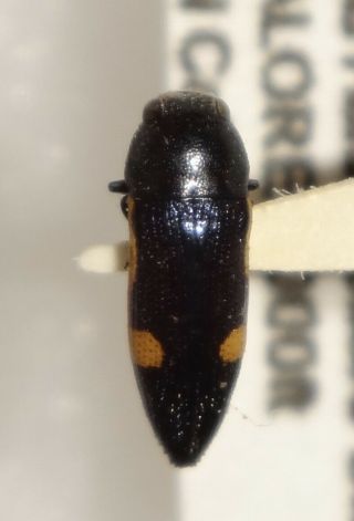 Acmaeoderini Buprestid Sp.  S India Bp78 Buprestis Insect Jewel Beetle Calodema