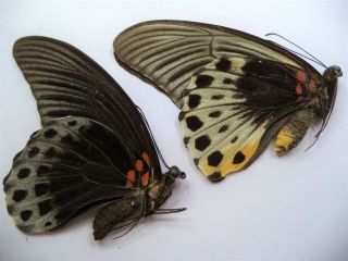 Unmounted Butterflies Papilio Memnon Pair No 1 From Sumatra.