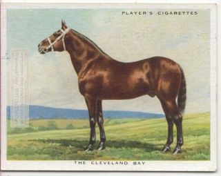 Cleveland Bay Horse Breeds Types Of Equines C90 Y/o Ad Trade Card