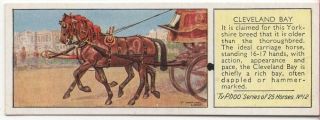 Cleveland Bay Horse Carriage Breed Yorkshire C80 Y/o Trade Ad Card