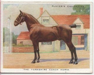 Yorkshire Coach Horse Breeds Types Of Equines C90 Y/o Ad Trade Card