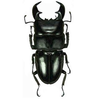 Dorcus Titanus Yasuokai Stag Beetle Malaysia Unmounted Packaged