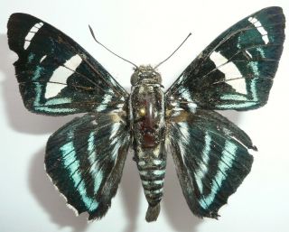 Elbella Sp.  (hesperidae) From Colombia