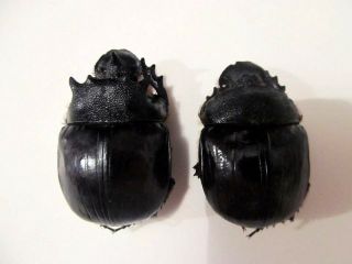 Heliocopris Bucephalus Pair Dung Beetles Taxidermy Real Unmounted