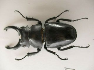 77134 Lucanidae: Odontolabis Siva.  Vietnam North.  77mm
