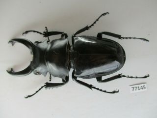 77145 Lucanidae: Odontolabis Siva.  Vietnam North.  82mm
