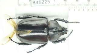 B36225 – Eupatorus Endoi Species? Beetles,  Insects Dak Nong Vietnam 43mm