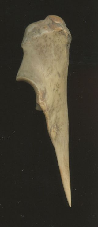 Indian Artifacts - Trigger Polished Bone Awl - Glovers Cave Site