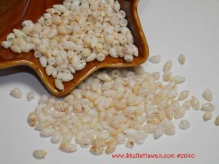 Laiki shells from Niihau ライキシェル供給 2040 2