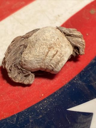 Dug Civil War Fired Three Ring Minie Bullet In Wood